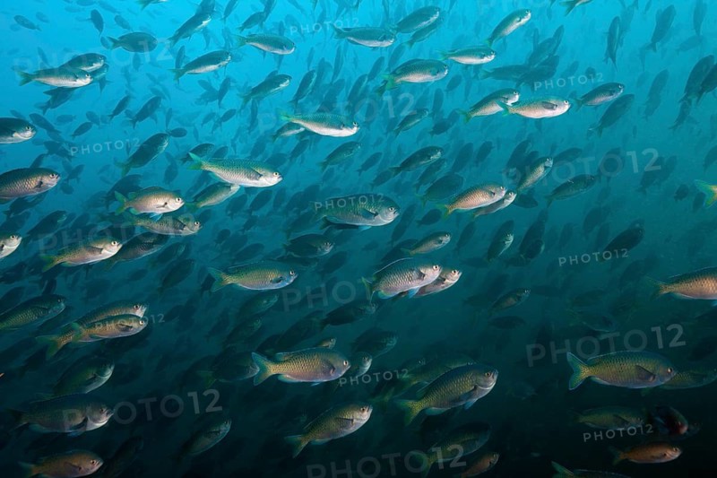 Shoal of swallowtail damselfish