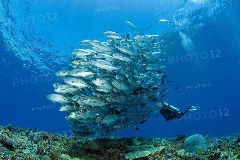 Diver and shoal of bigeye stingrays