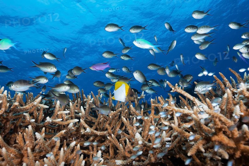 Chromis over coral reef
