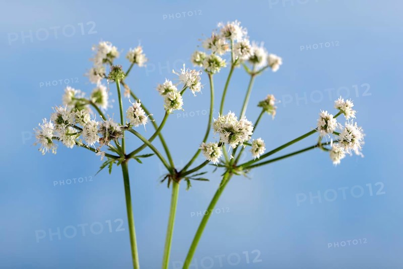 Sanicula