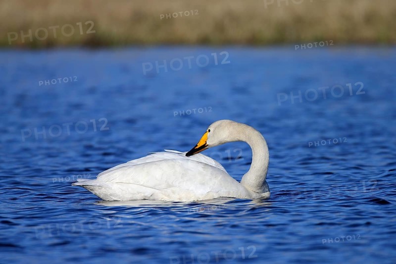 Whooper swan