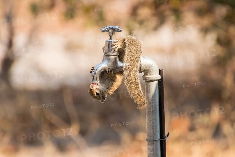 Smith's bush squirrel
