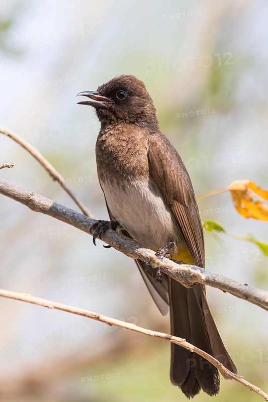 Dark-capped Bulbul