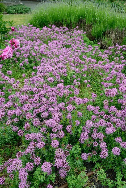 Valerian face