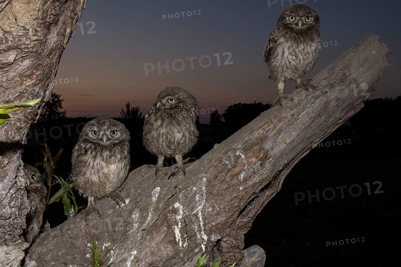 Little Owl