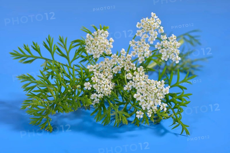 Caraway