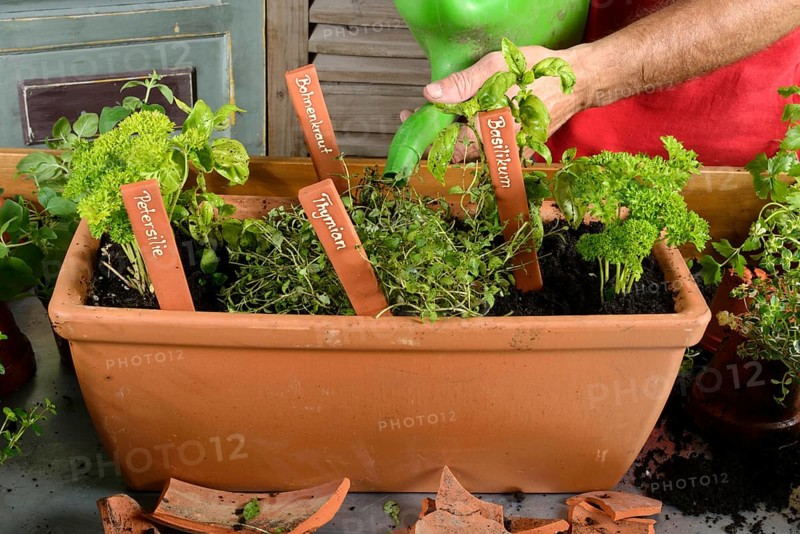 Planting of plant pots with herbs