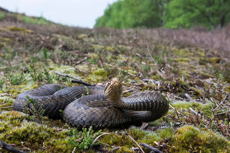 Common European Adder