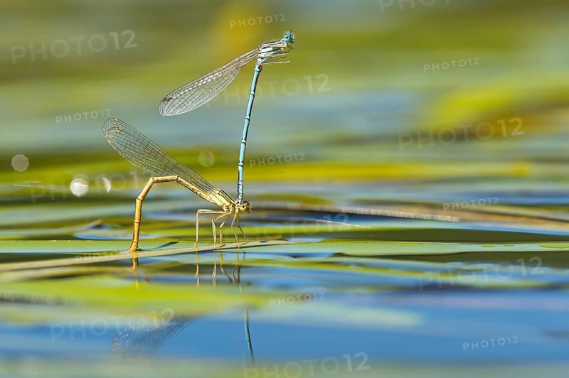 White-legged damselflies