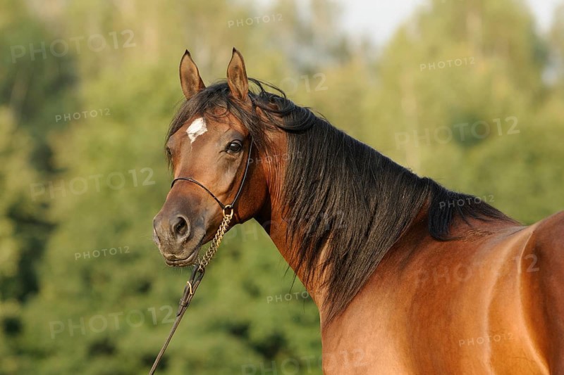 Arabian thoroughbred