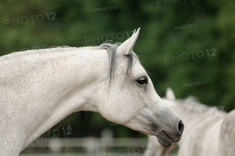 Arabian thoroughbred