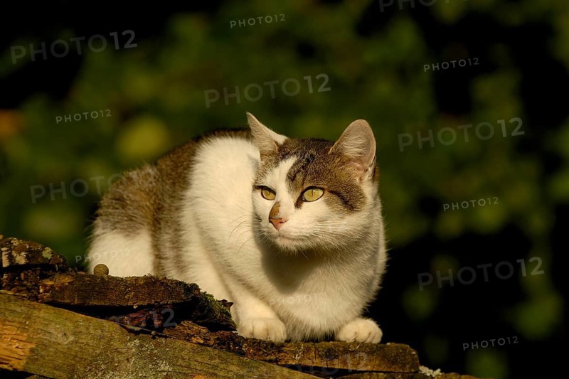 House cat on the roof of a woodshed