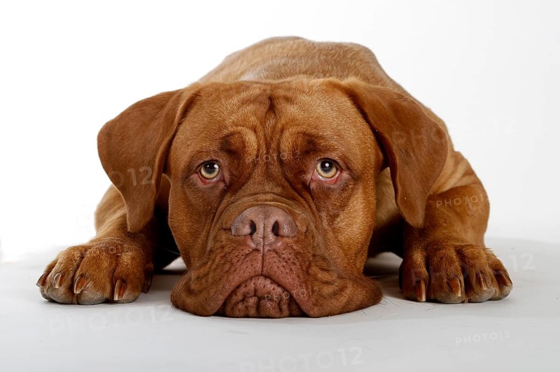 Dogue de Bordeaux