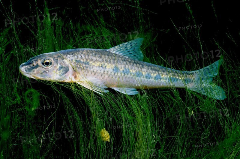 Whitefin greenling