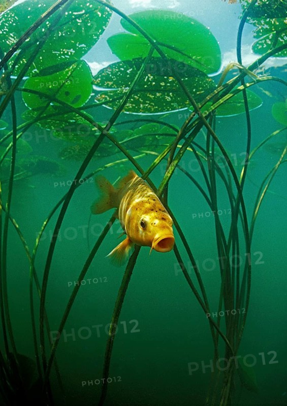 Golden carp