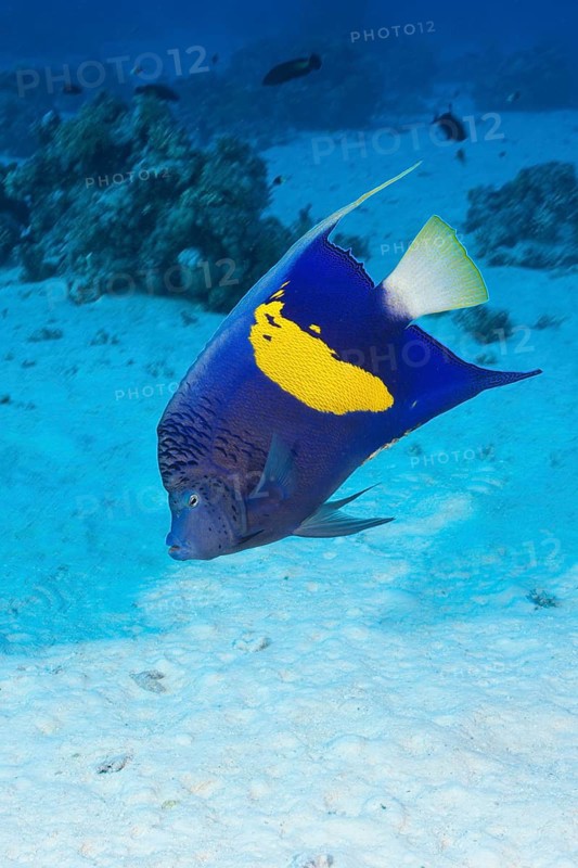 Yellowbar Angelfish