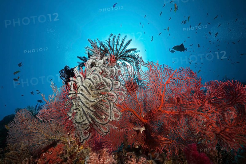 Sea fans in coral reef