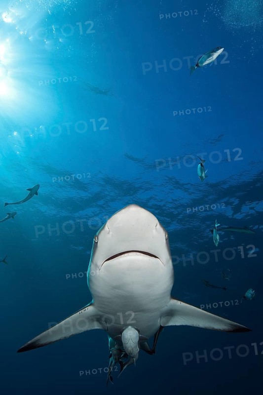 Blacktip Shark