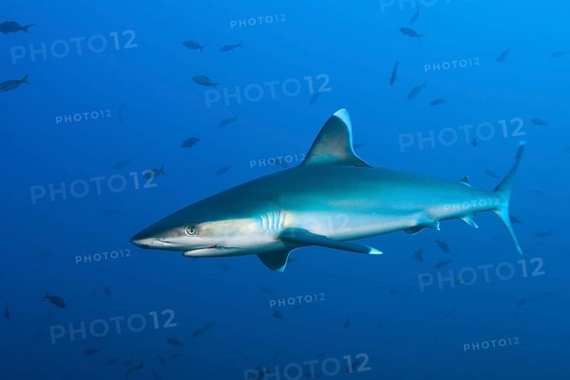 Silvertip Shark