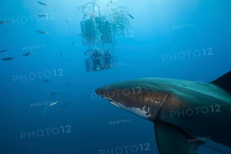 Cage diving with great white shark