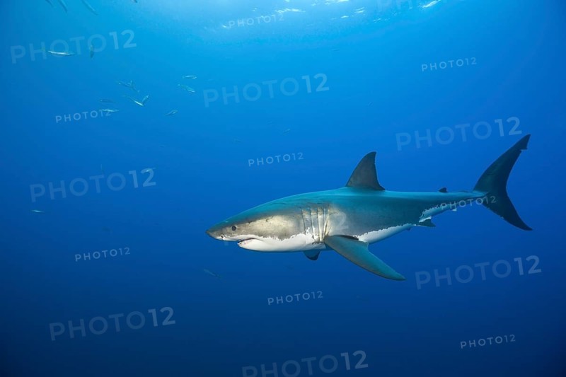 Great white shark
