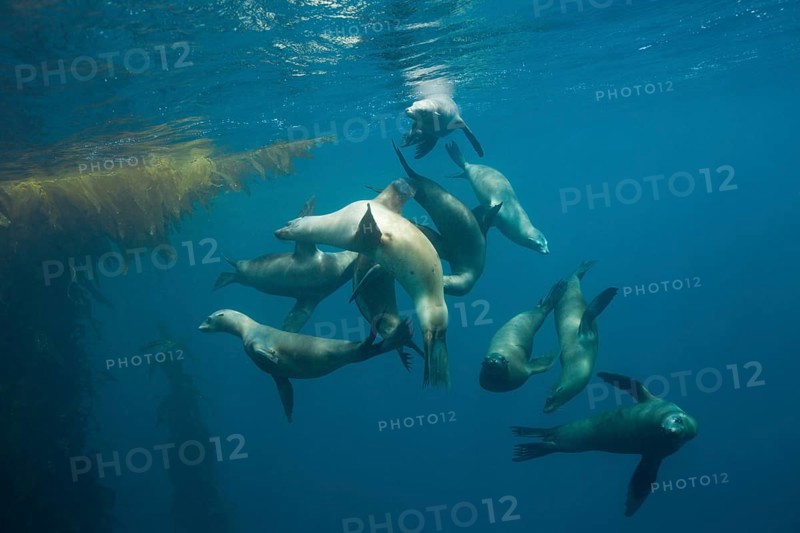 California sea lions