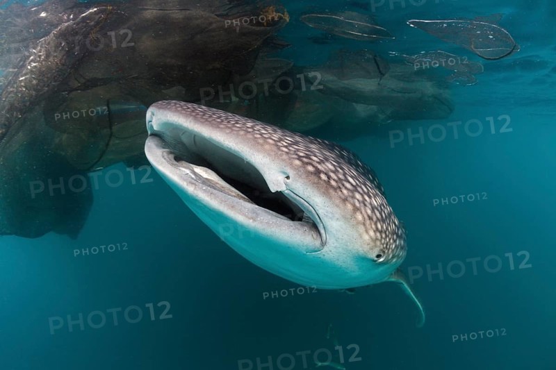 Whale shark