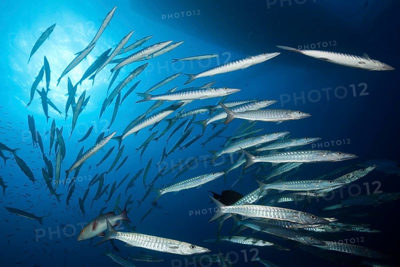 Shoal of darkfin barracuda
