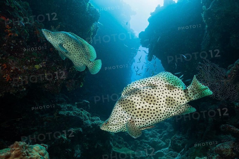 Barramundi Cod