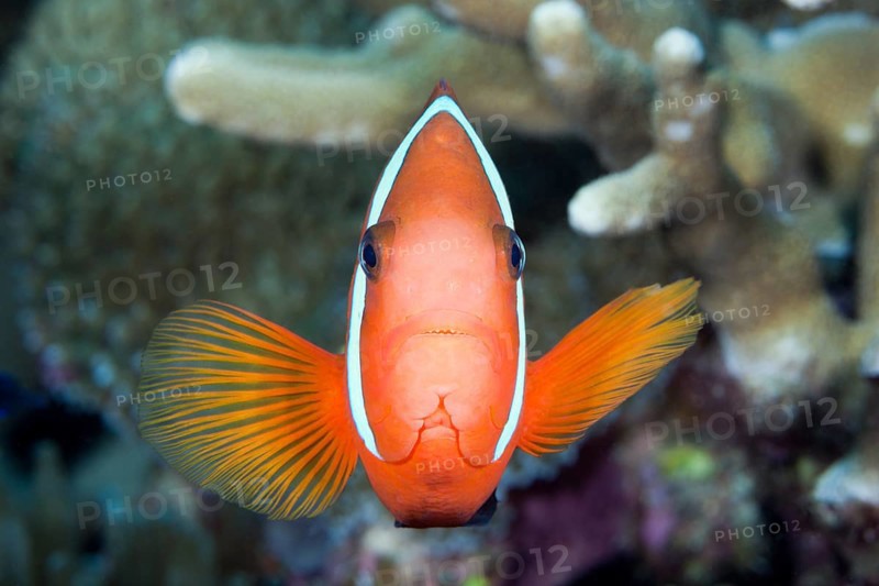 Spiny anemonefish