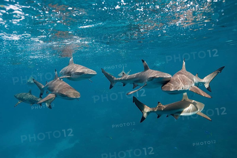 Blacktip reef sharks