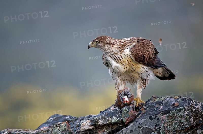 Bonelli's eagle
