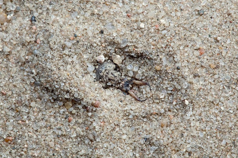 Ant lion in the sand