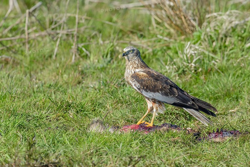 Male marsh harrier