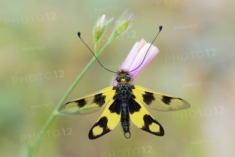 Eastern butterfly