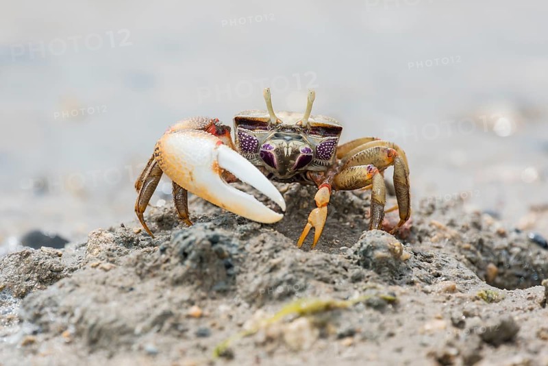 Male European fiddler crab