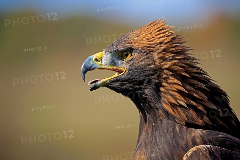Golden eagle