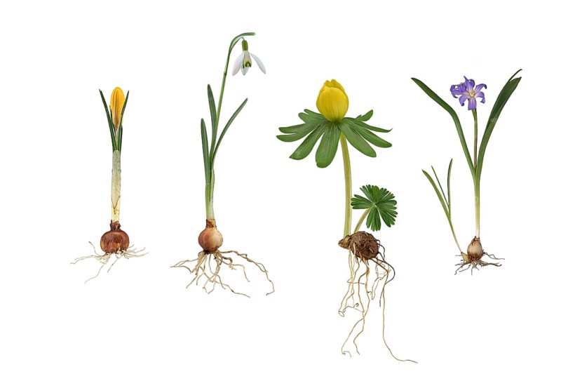 Early flowering plants: Crocus