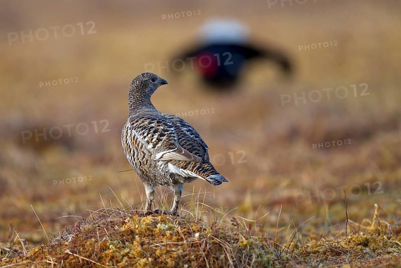 Black grouse