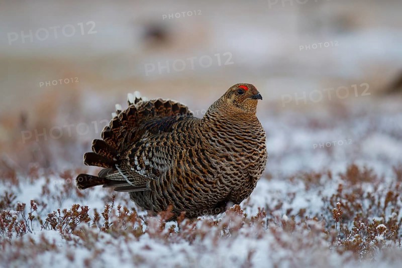 Black grouse