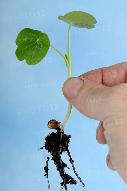 Nasturtium
