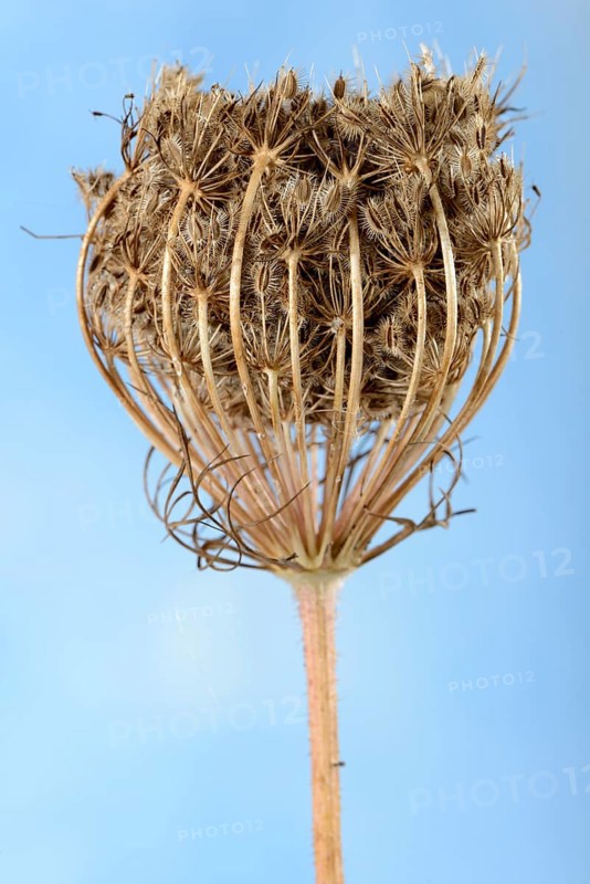 Wild carrot