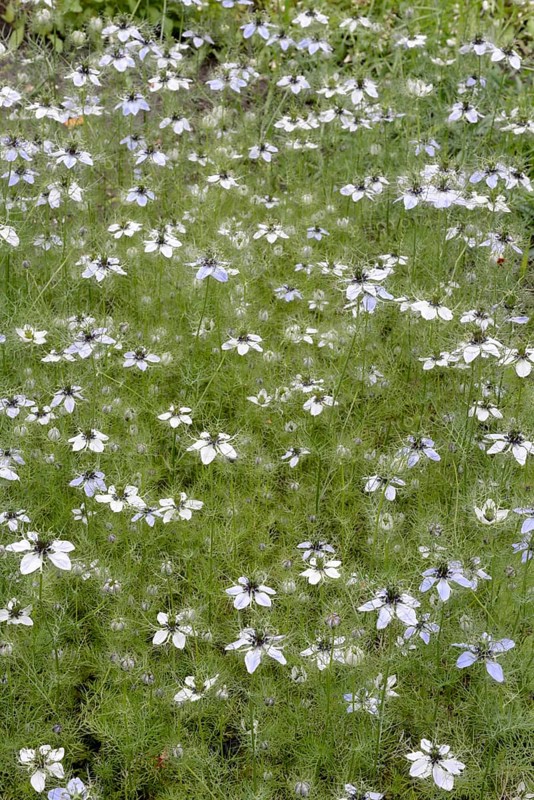 Egyptian black cumin