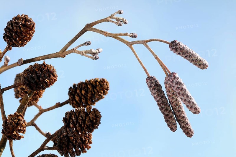 Black alder