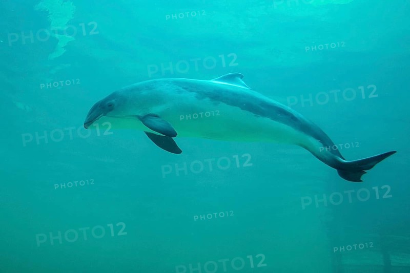Harbour porpoise