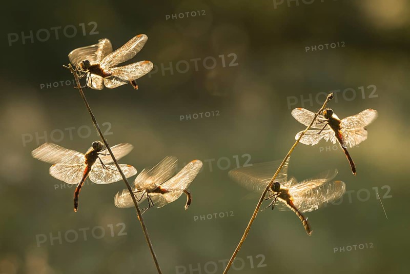 Spotted Darter