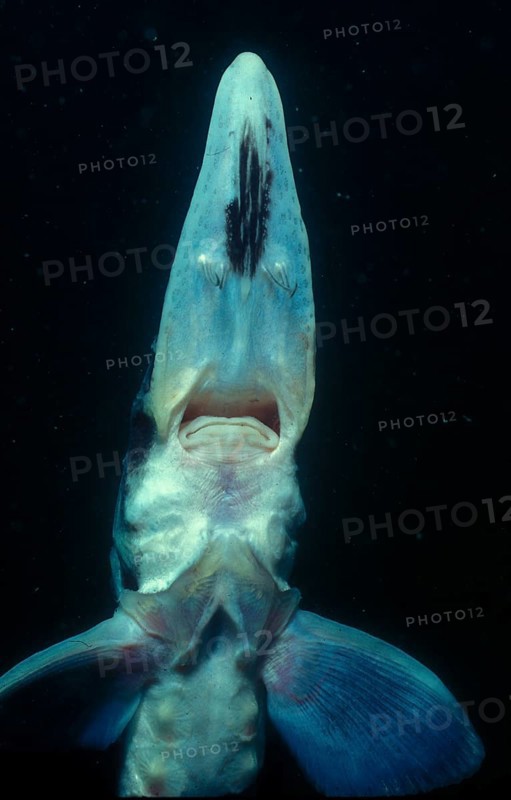 Starry sturgeon