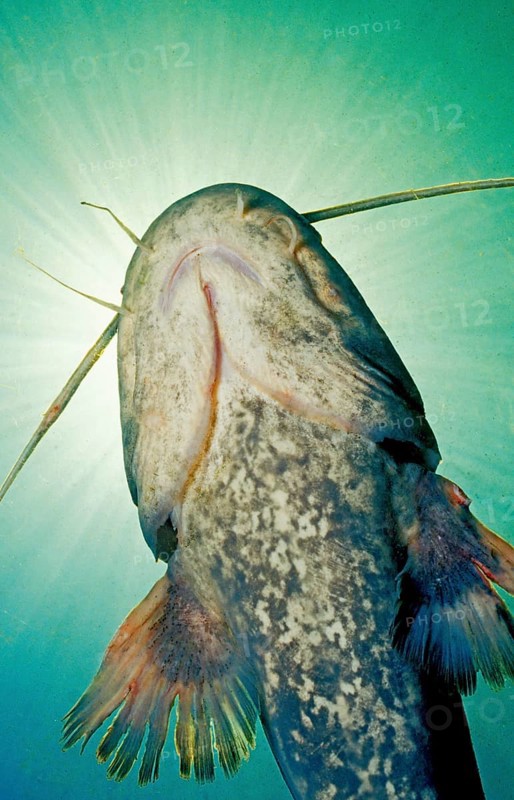 Wels catfish