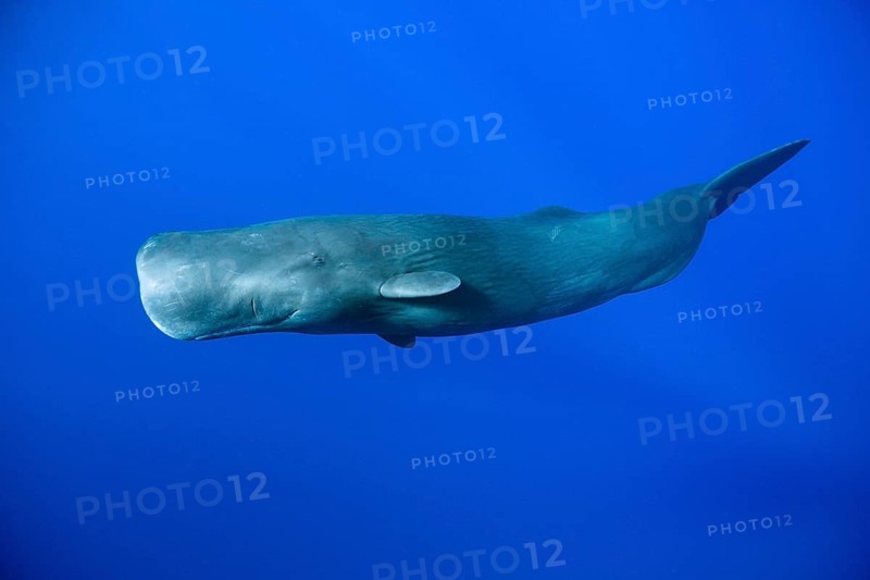 Sperm whale