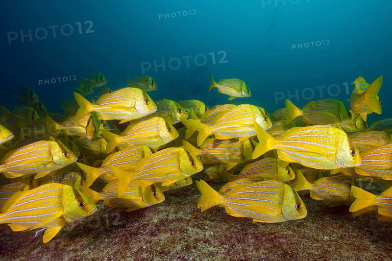 Shoal of panama pigfish